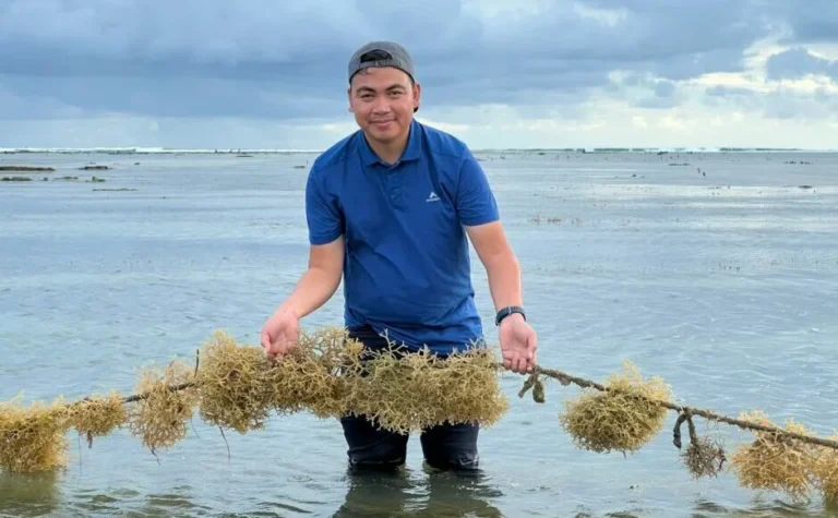 Banyu Secures $1.25M to Transform Indonesia's Seaweed Industry